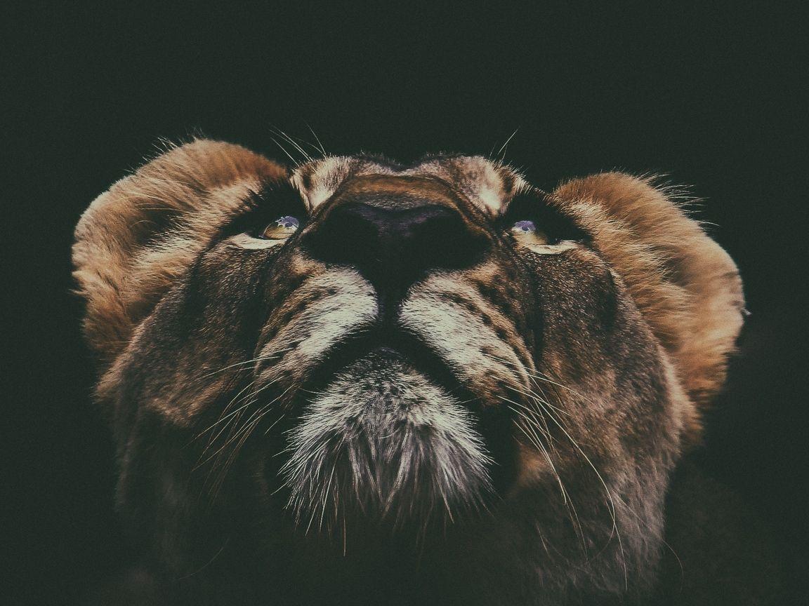 1152x864 Download wallpaper 1152x864 lion, muzzle, look, up standard 4:3 HD