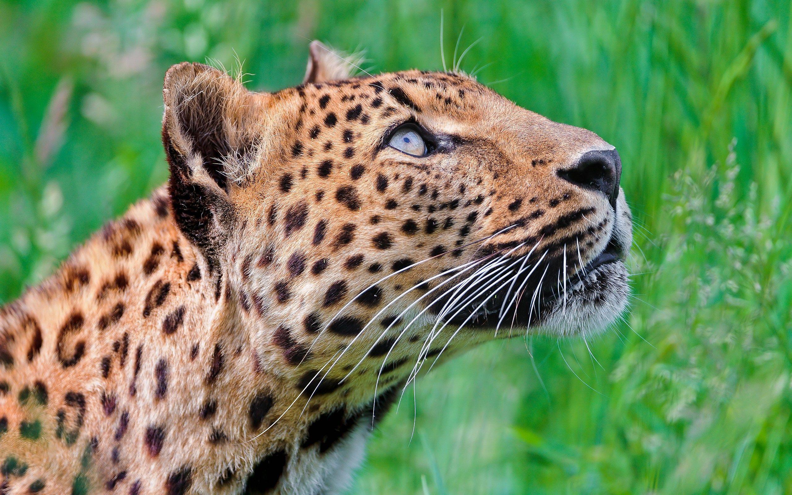2560x1600 Looking up Leopard wallpaperx1600