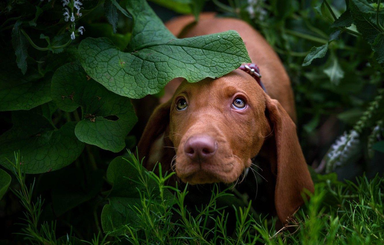 1332x850 Wallpaper greens, look, face, leaves, nature, dog, puppy