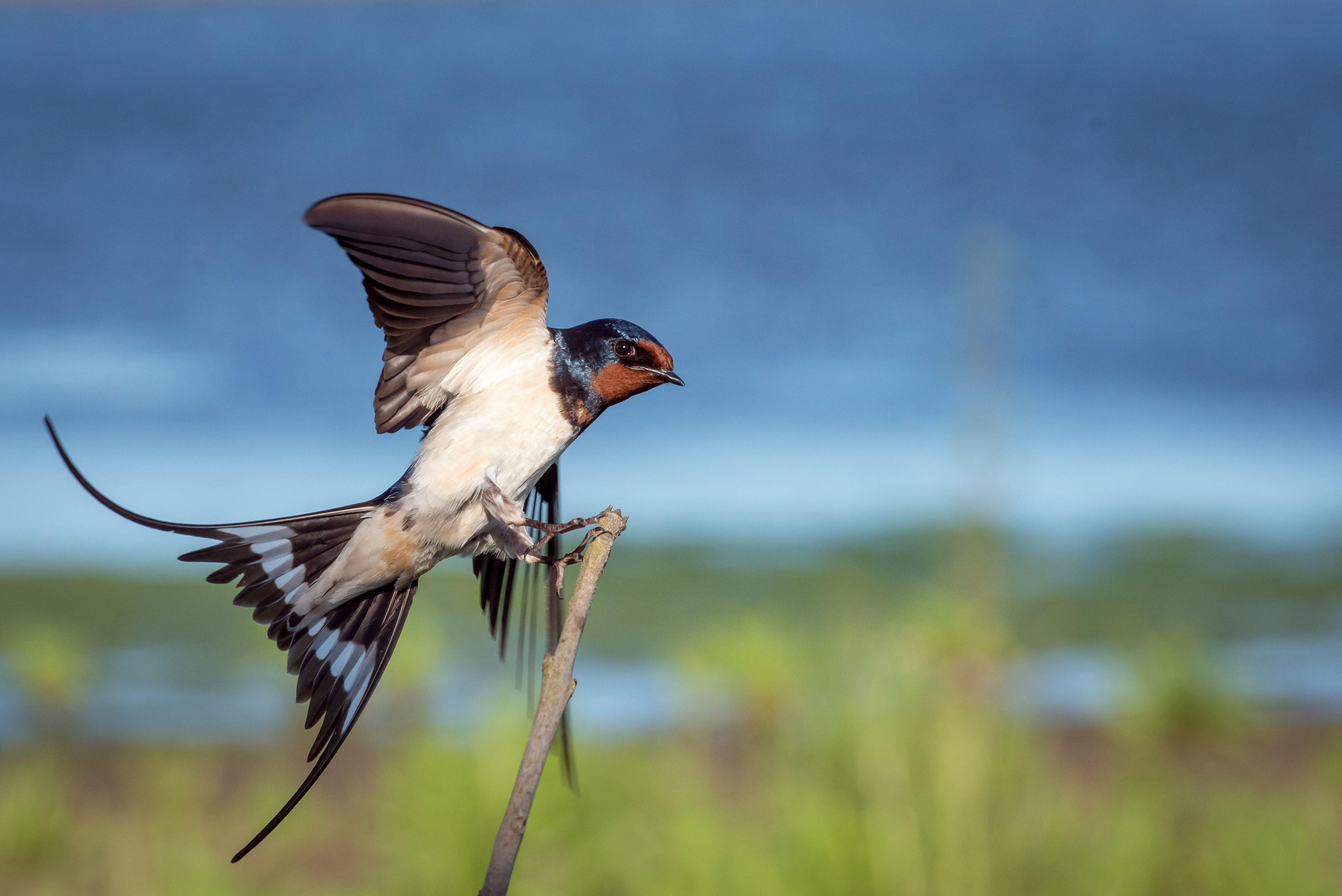 Swallow Wallpapers - Top Free Swallow Backgrounds - WallpaperAccess