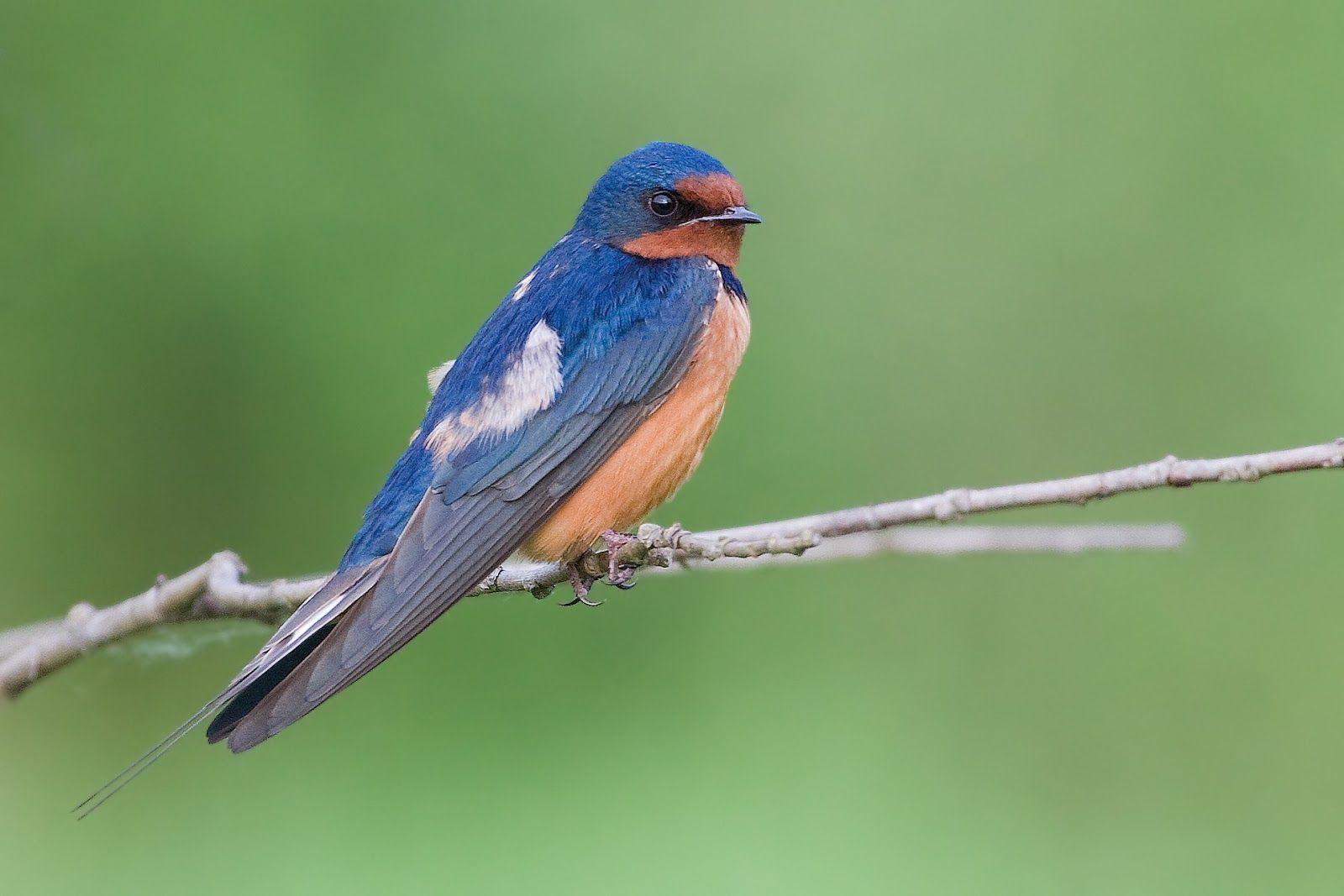 Swallow Wallpapers - Top Free Swallow Backgrounds - WallpaperAccess