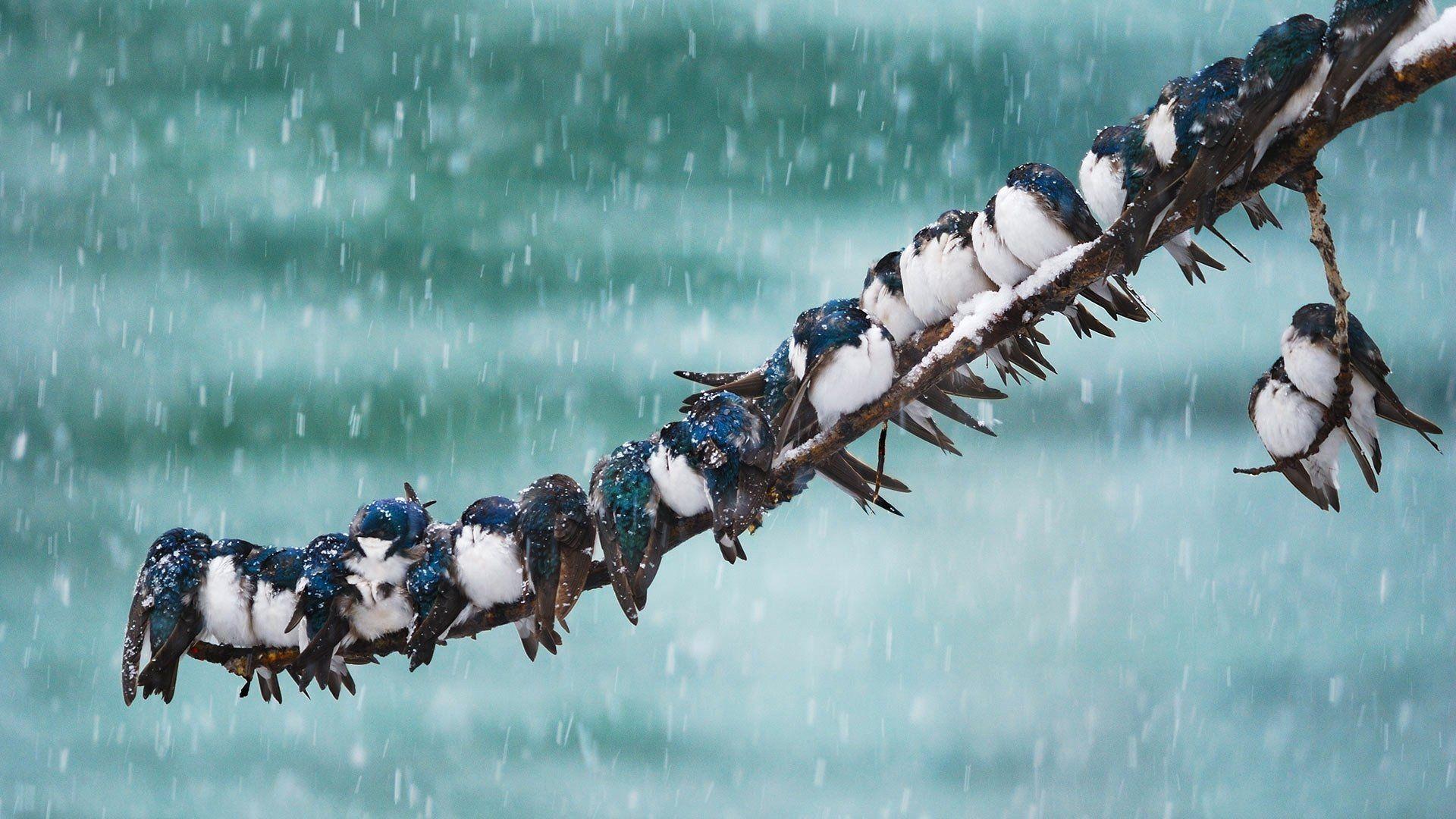 1920x1080 Swallow HD Wallpaper