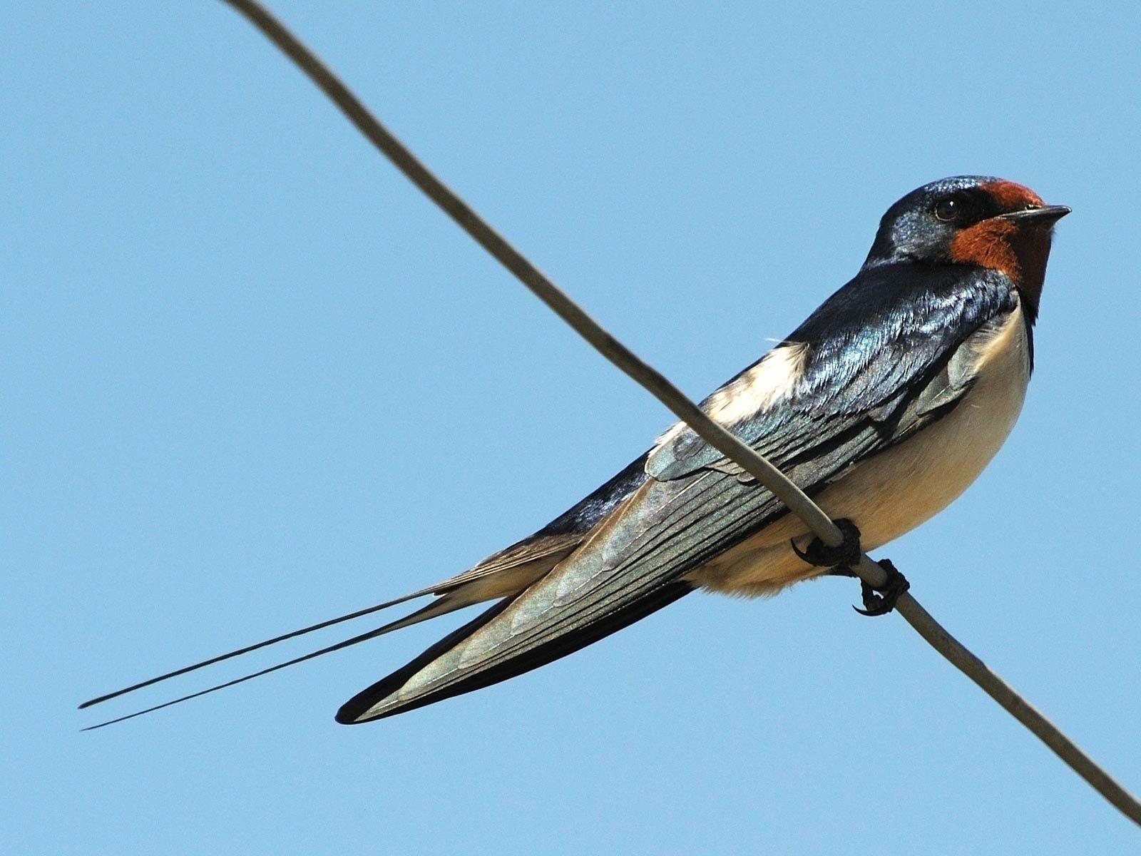 Swallow Wallpapers - Top Free Swallow Backgrounds - WallpaperAccess