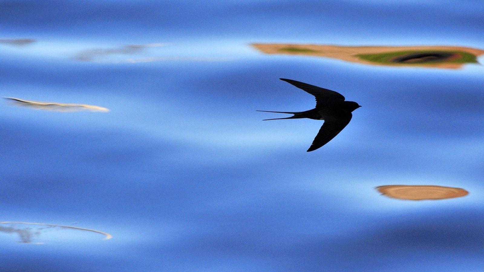 1600x900 Free download V79 HD Image of Swallow Ultra HD 4K Swallow