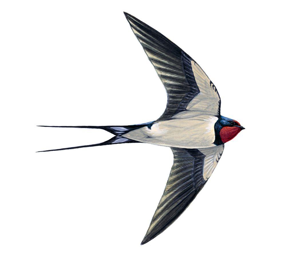 1024x902 High Quality Swallow Wallpaper. Full HD Picture