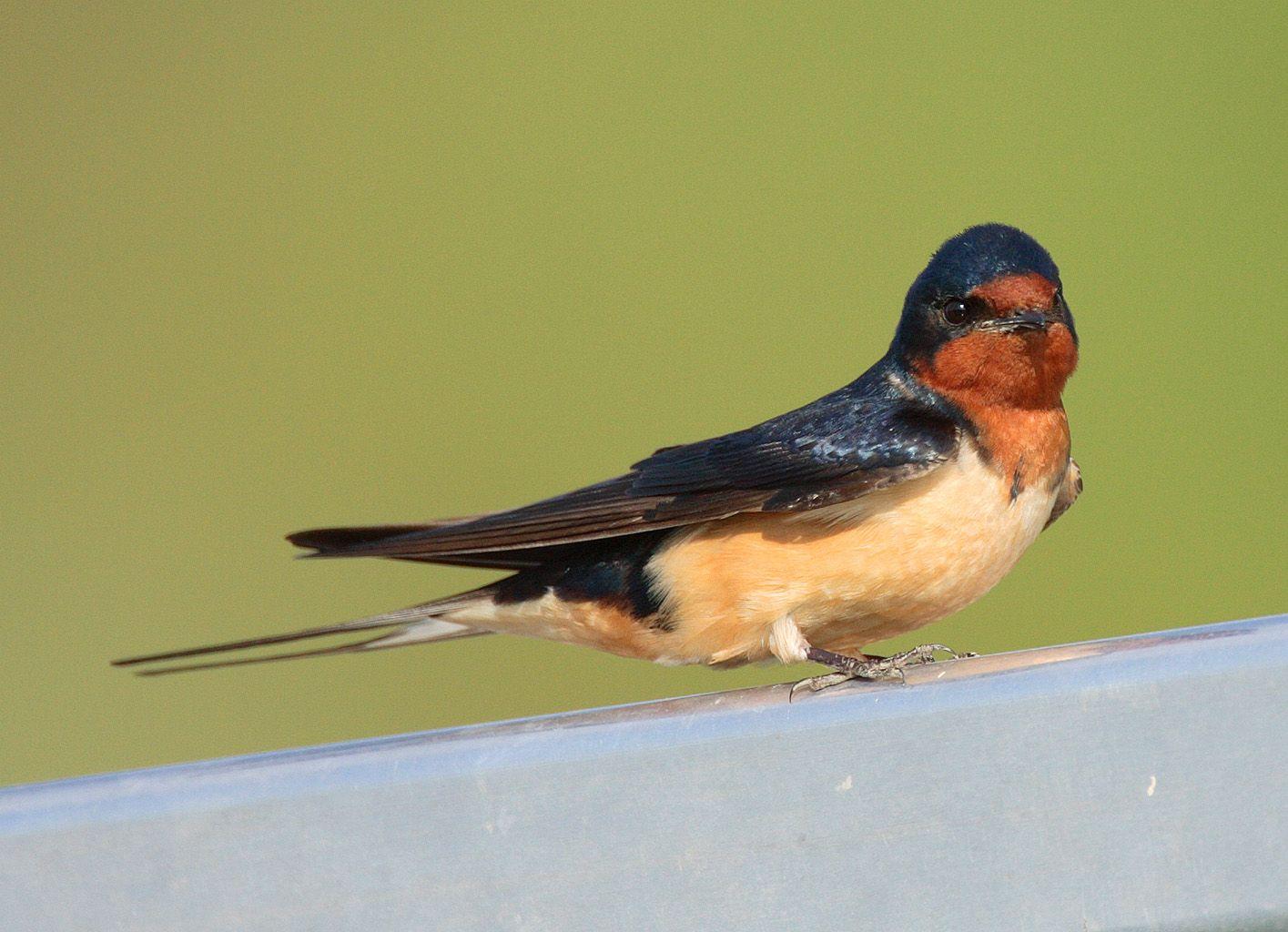 1415x1024 Free download Cute Barn Swallow photo and wallpaper All Cute Barn