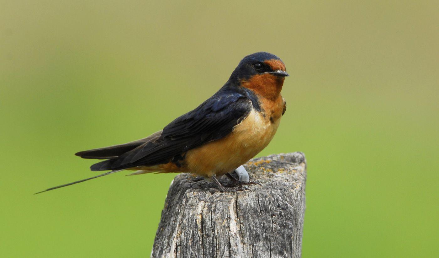 1400x822 Animals Desktop Wallpaper > 925414 Barn Swallow Photo