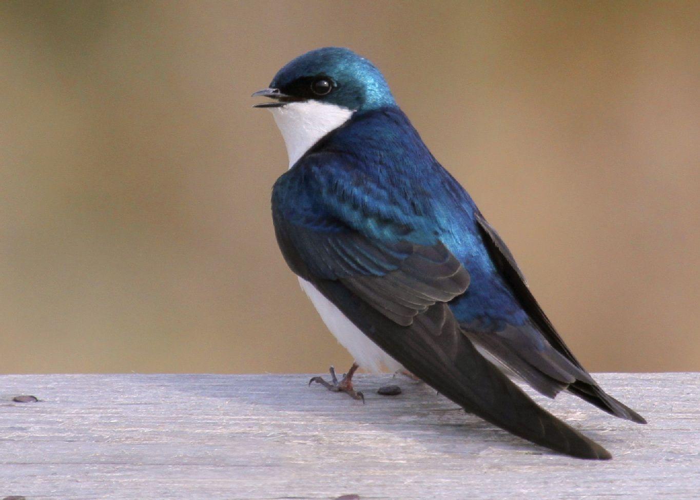 1364x974 Free download Swallow wallpaper Animal HQ Swallow picture 4K