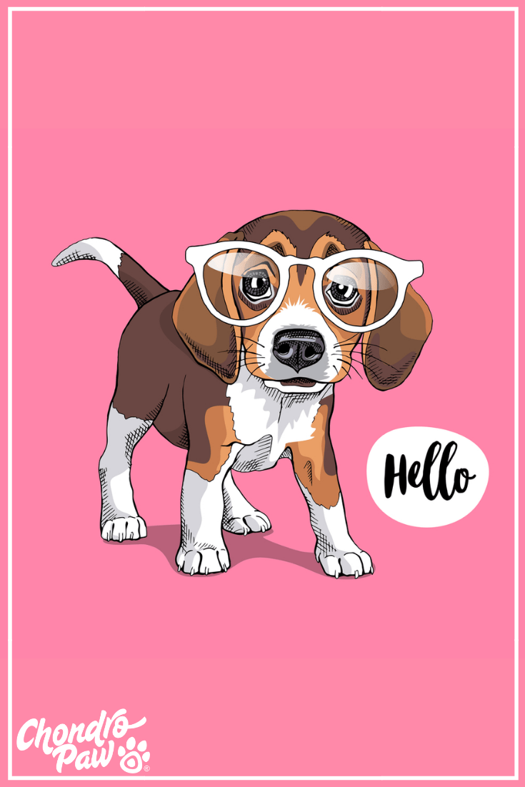735x1102 Puppy Beagle in a glasses on a pink background. Dog wallpaper