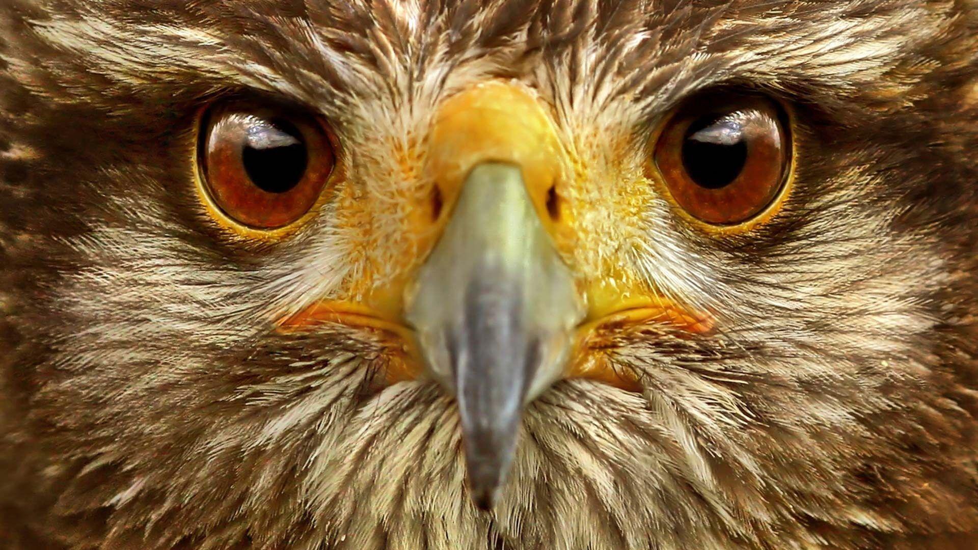 1920x1080 Download wallpaper 1920x1080 eagle, eye, bird full hd, hdtv, fhd