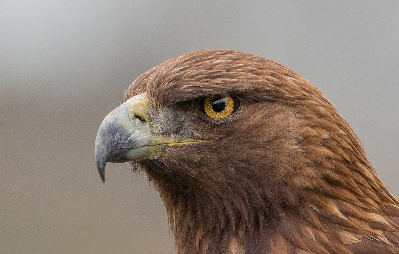 1332x850 Wallpaper eye, golden eagle, eagle image for desktop, section