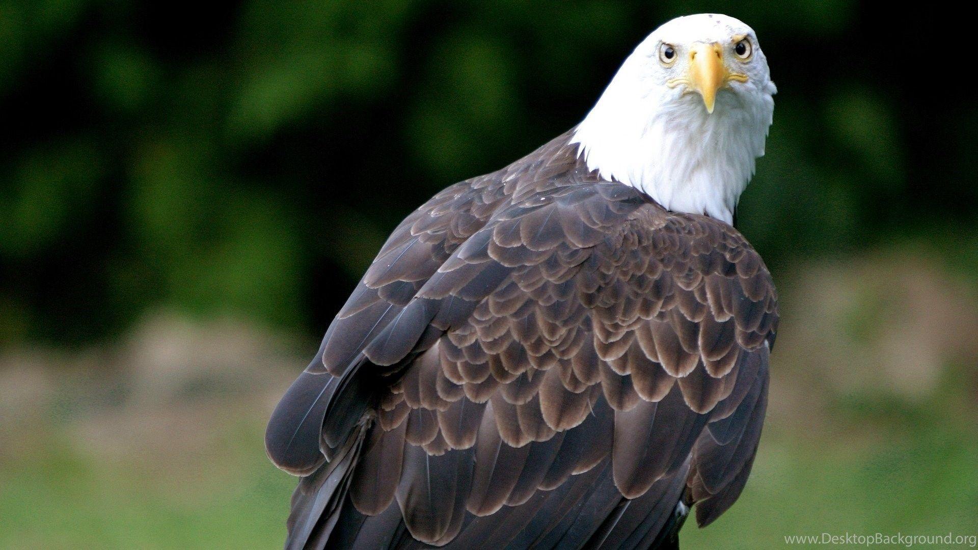 1920x1080 Eagle Eye Wallpaper Download, Free Eagle Eye, Eagle Eye Hd, Eagle