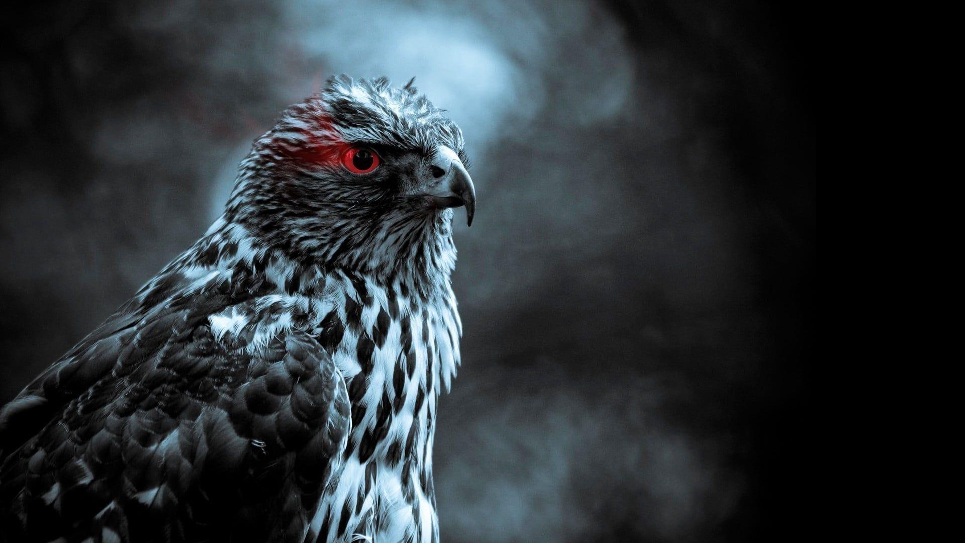 1920x1080 Grayscale photo of eagle, birds, smoke, red eyes HD wallpaper