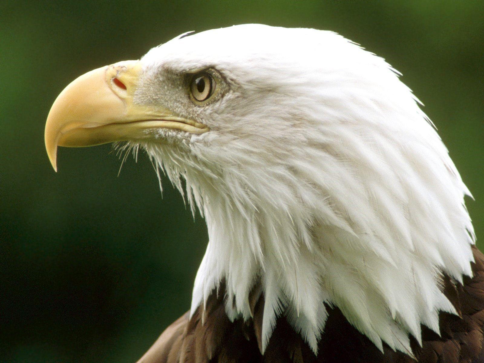 1600x1200 Eagle Wallpaper. Eagle wallpaper, Bald eagle, Funny bird picture