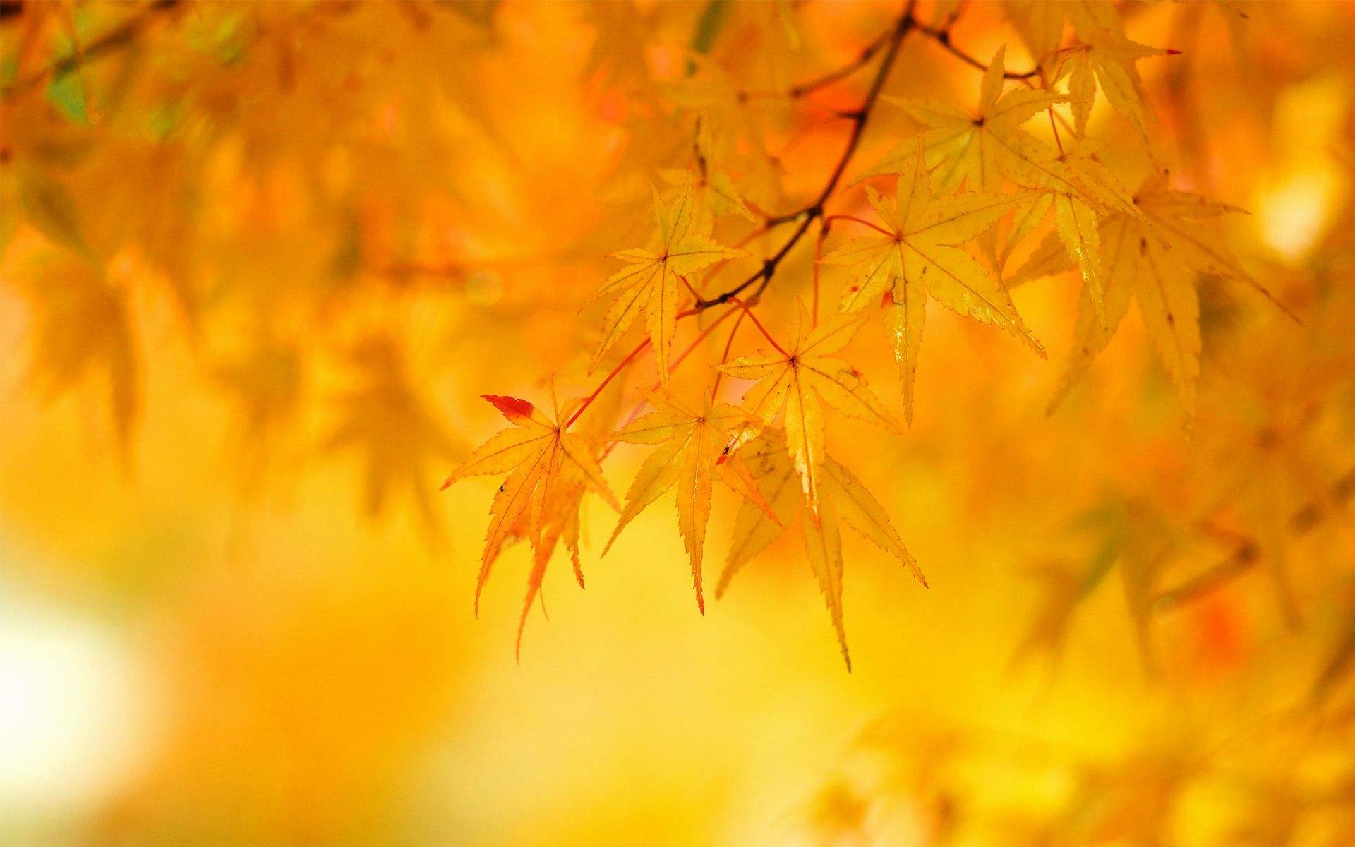 1920x1200 Yellow Wallpaper HD Wallpaper & Background Download