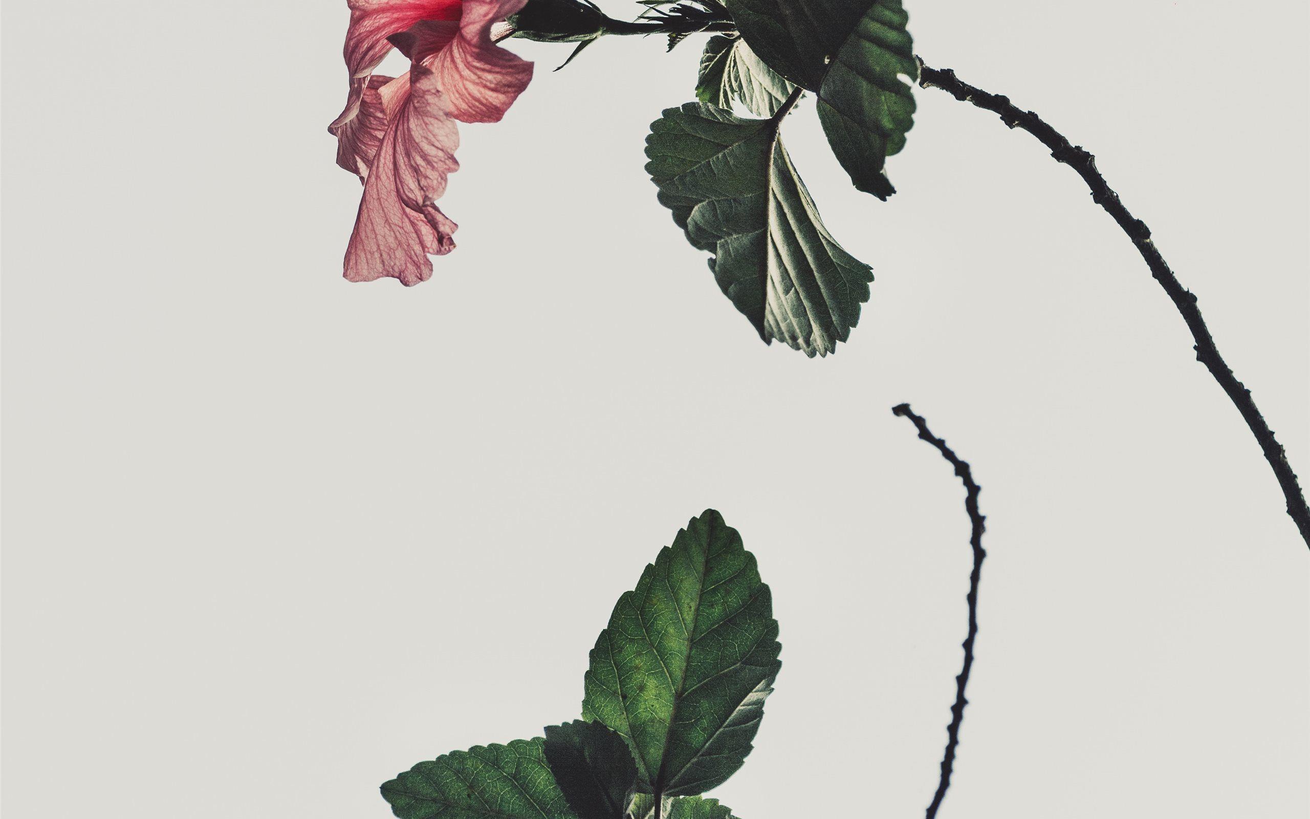 White Aesthetic Mac Wallpapers - Top Free White Aesthetic Mac