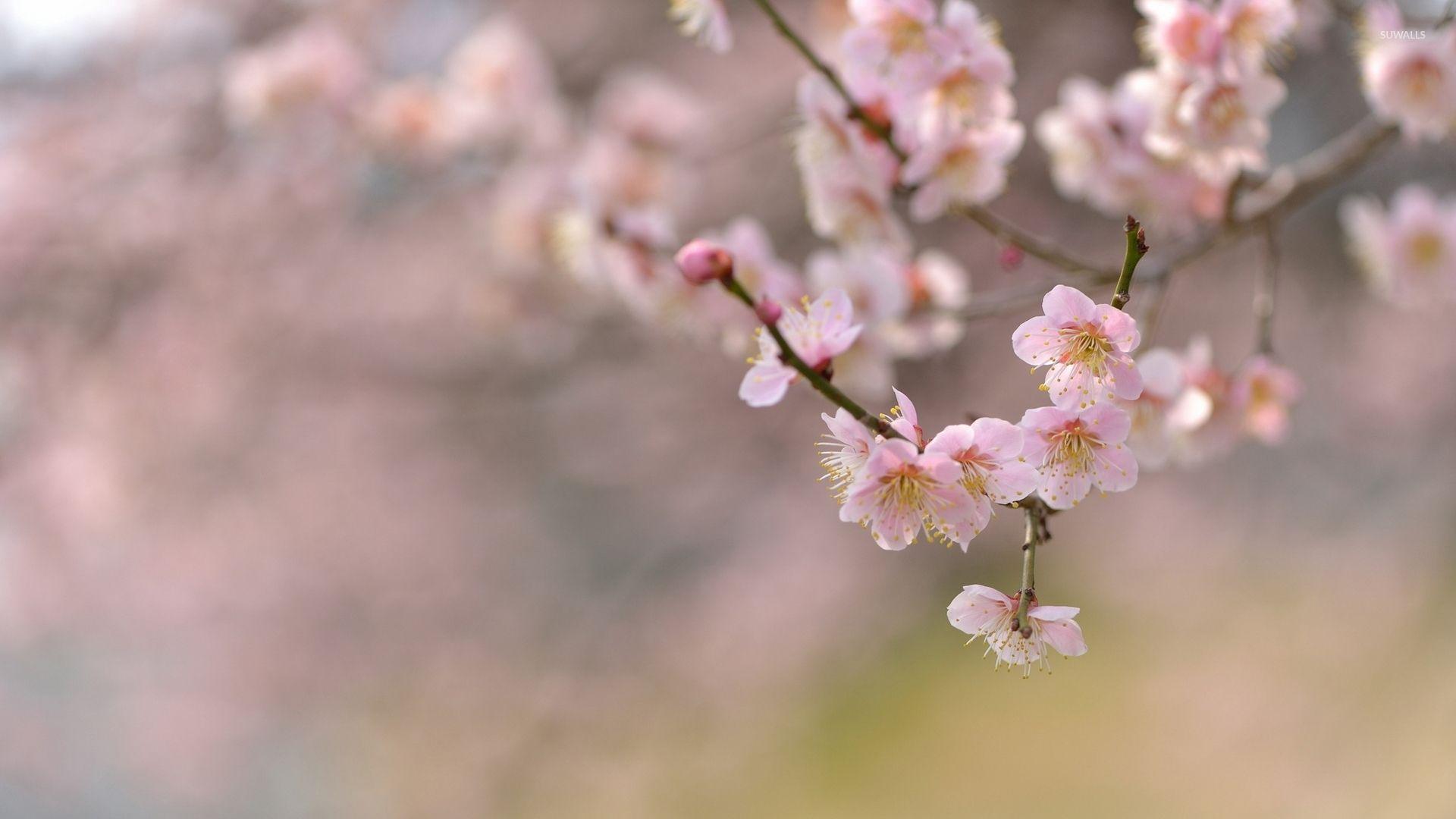1920x1080 Cherry blossoms [8] wallpaper wallpaper