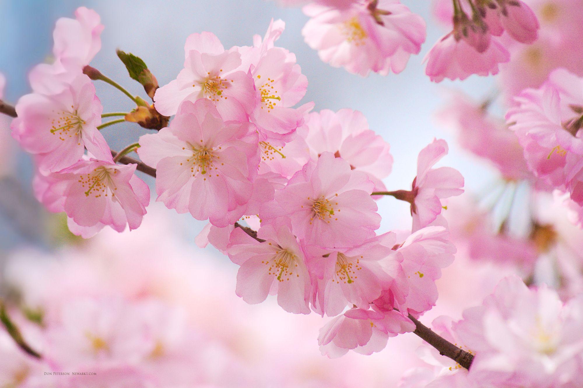 Cherry Flower Wallpapers - Top Free Cherry Flower Backgrounds ...