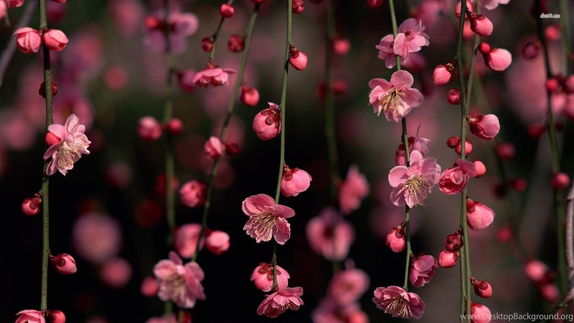 1920x1080 Cherry Blossoms Wallpaper Flower Wallpaper Desktop Background