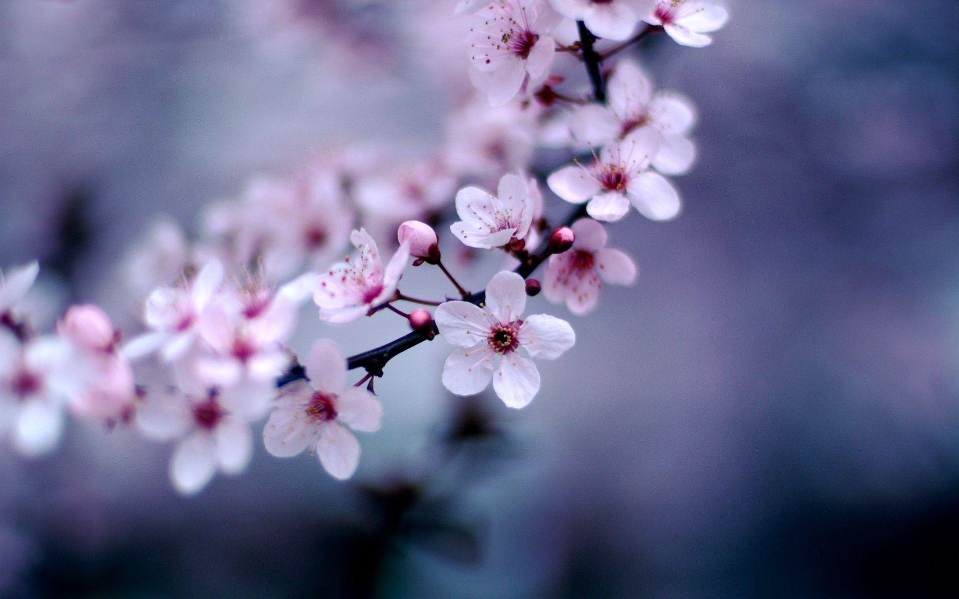 1920x1200 Cherry Blossom Background