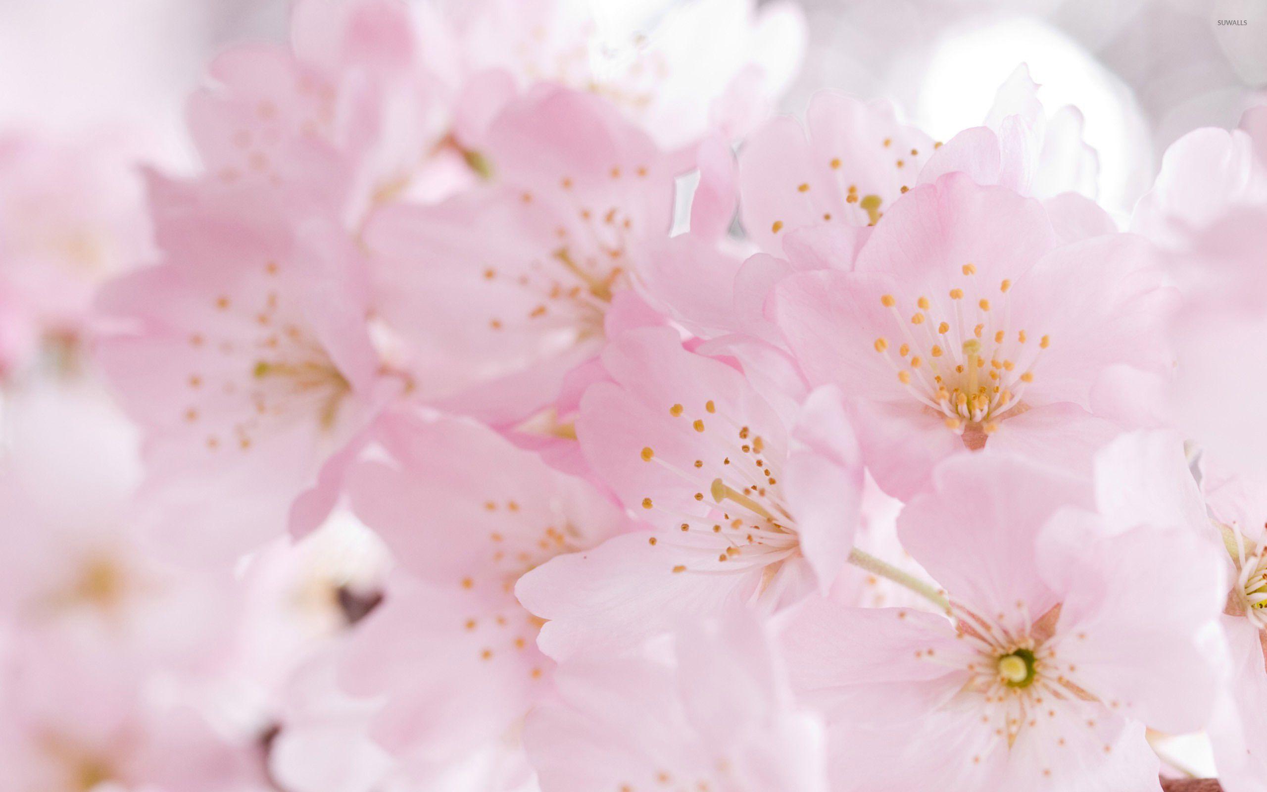 2560x1600 Cherry blossoms [2] wallpaper wallpaper