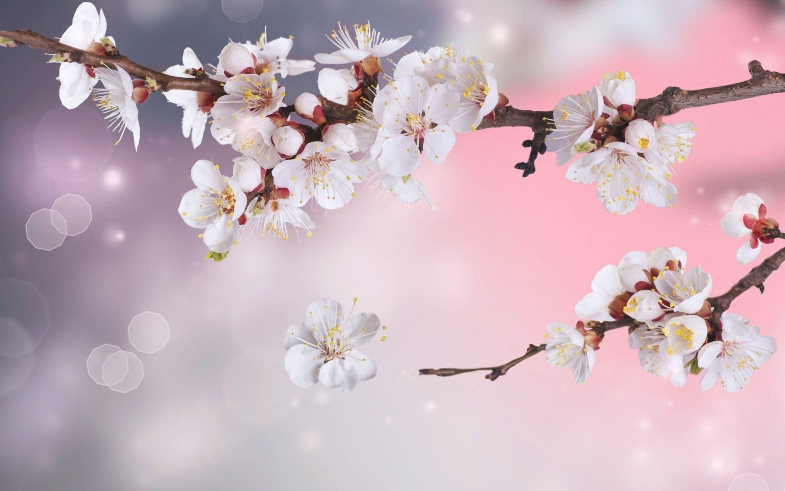 White Cherry Blossom Wallpapers - Top Free White Cherry Blossom Backgrounds - WallpaperAccess