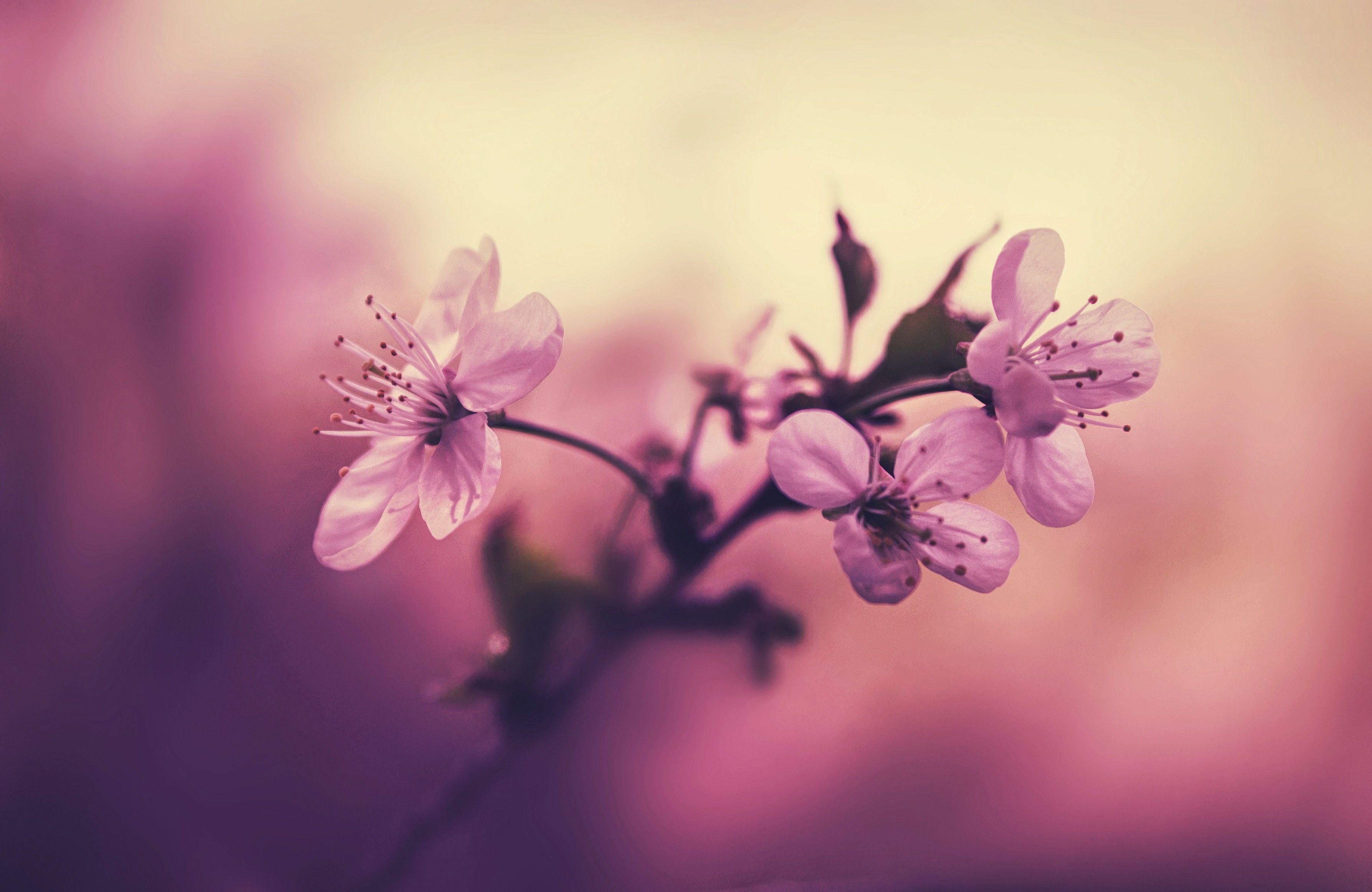 3576x2326 Cherry Blossoms