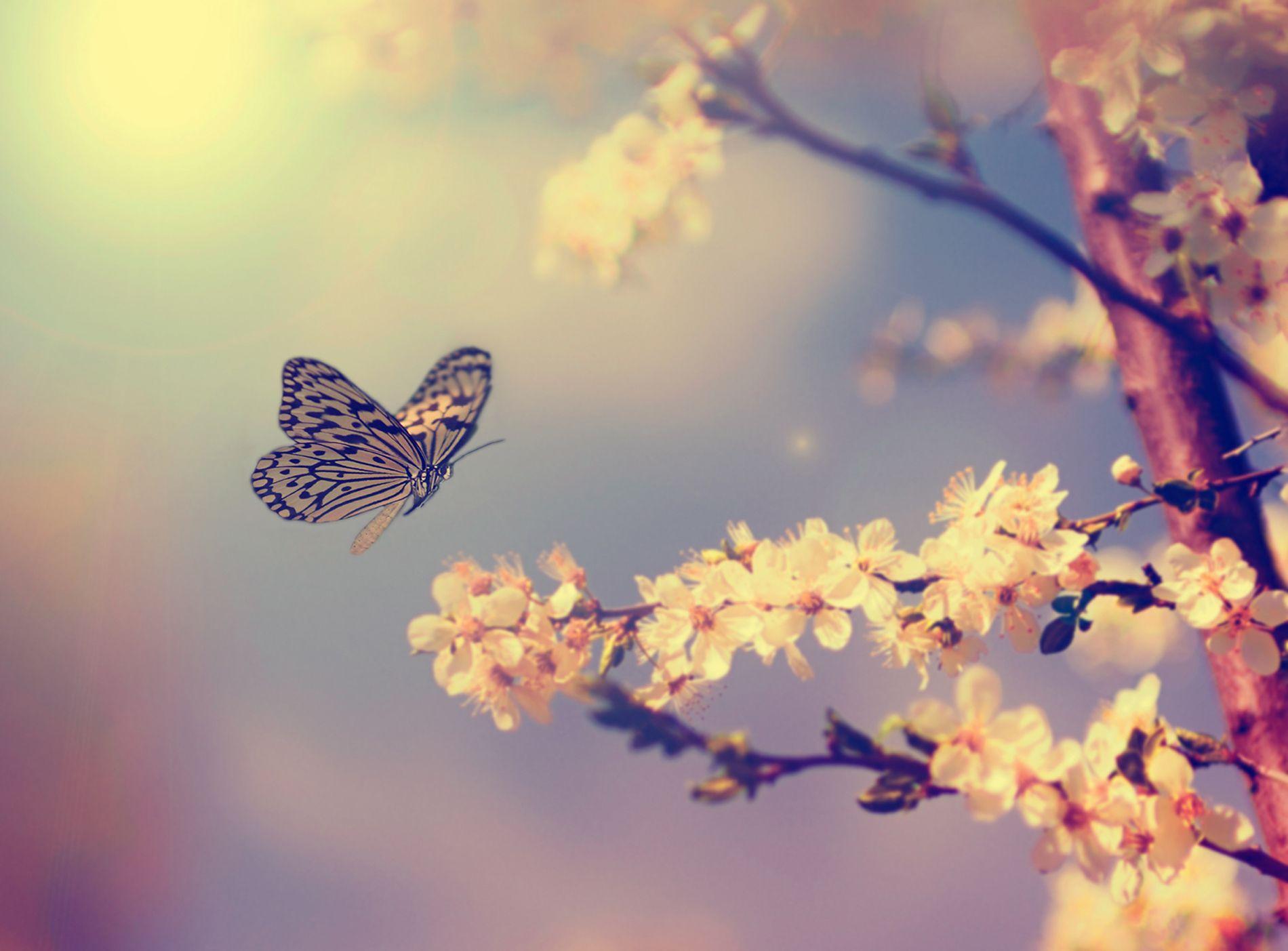 1900x1403 Butterflies and blooming cherry blossoms 53045 Wallpaper