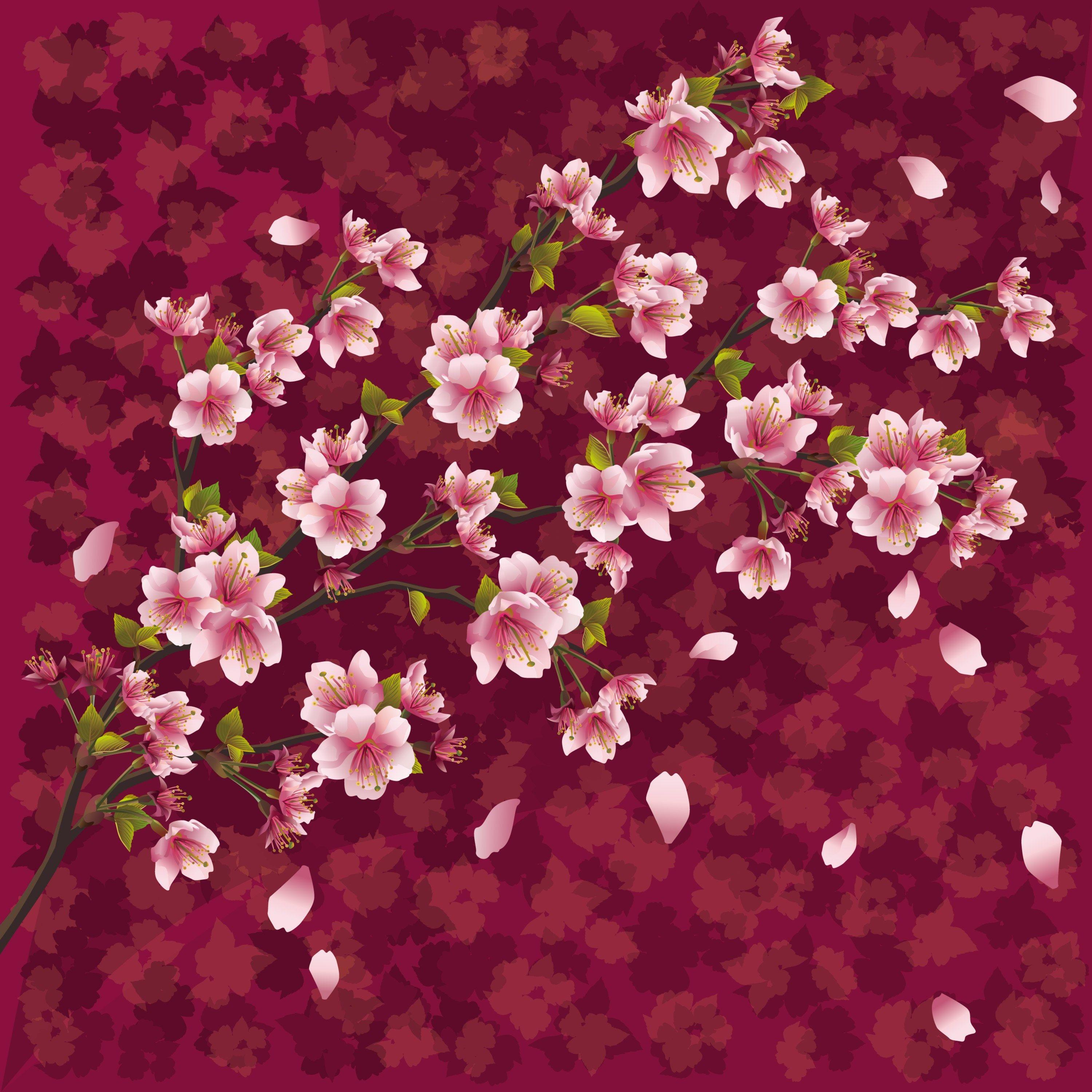3000x3000 cherry blossom flowers wallpaper wallpaper and background