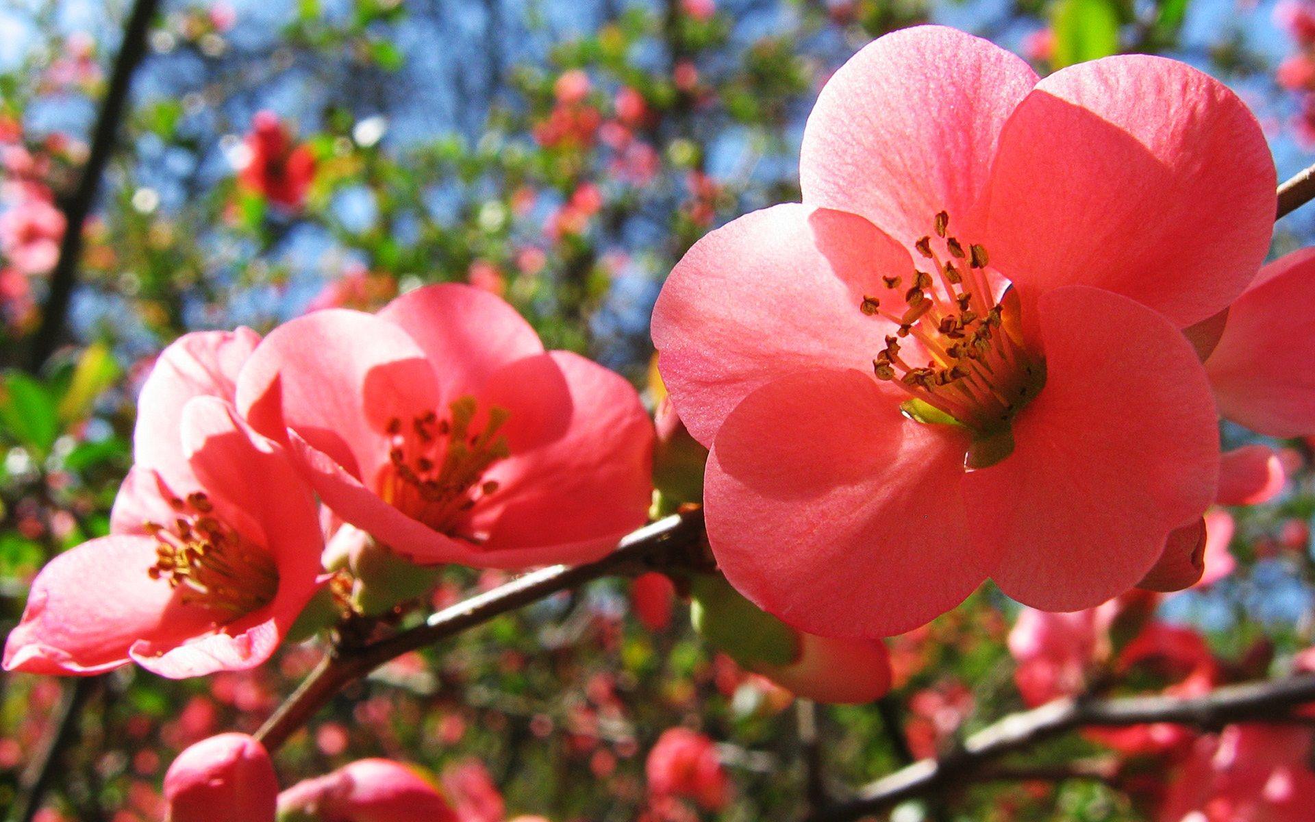1920x1200 Cherry Flowers Wallpaper