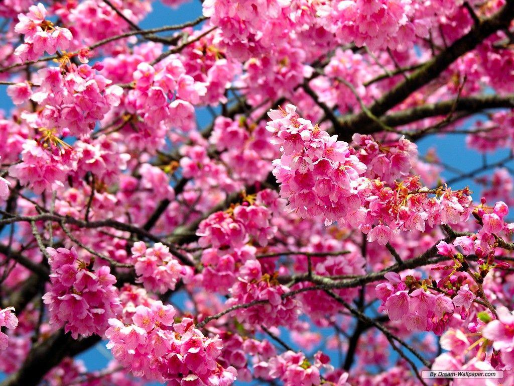 1024x768 Free Cherry Blossom Wallpaper