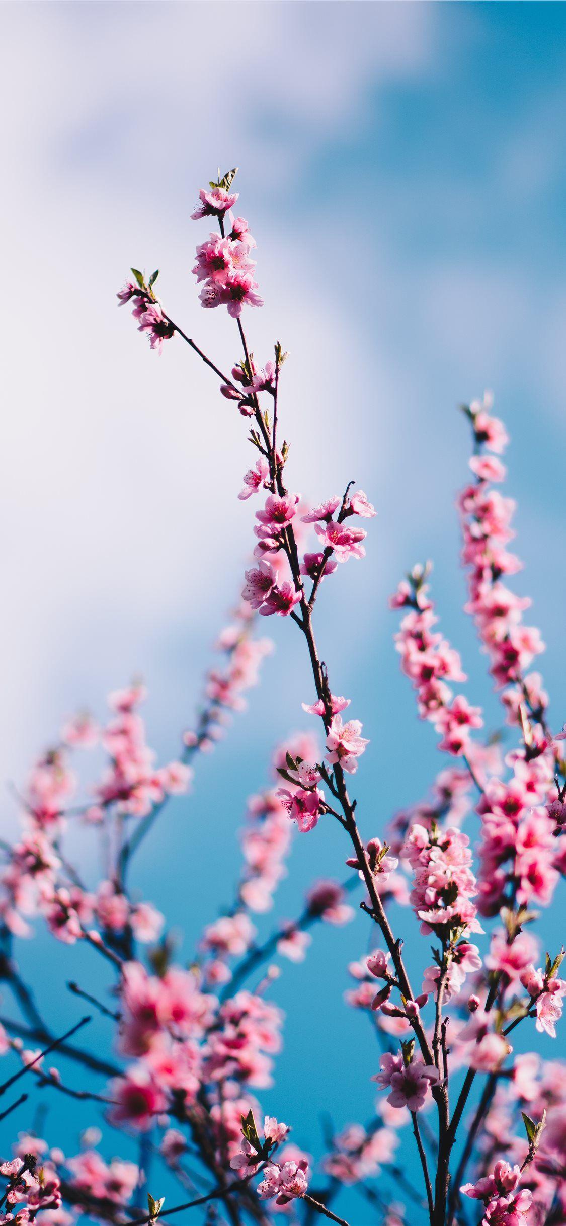 1125x2436 close up photograph of pink cherry blossoms iPhone X Wallpaper