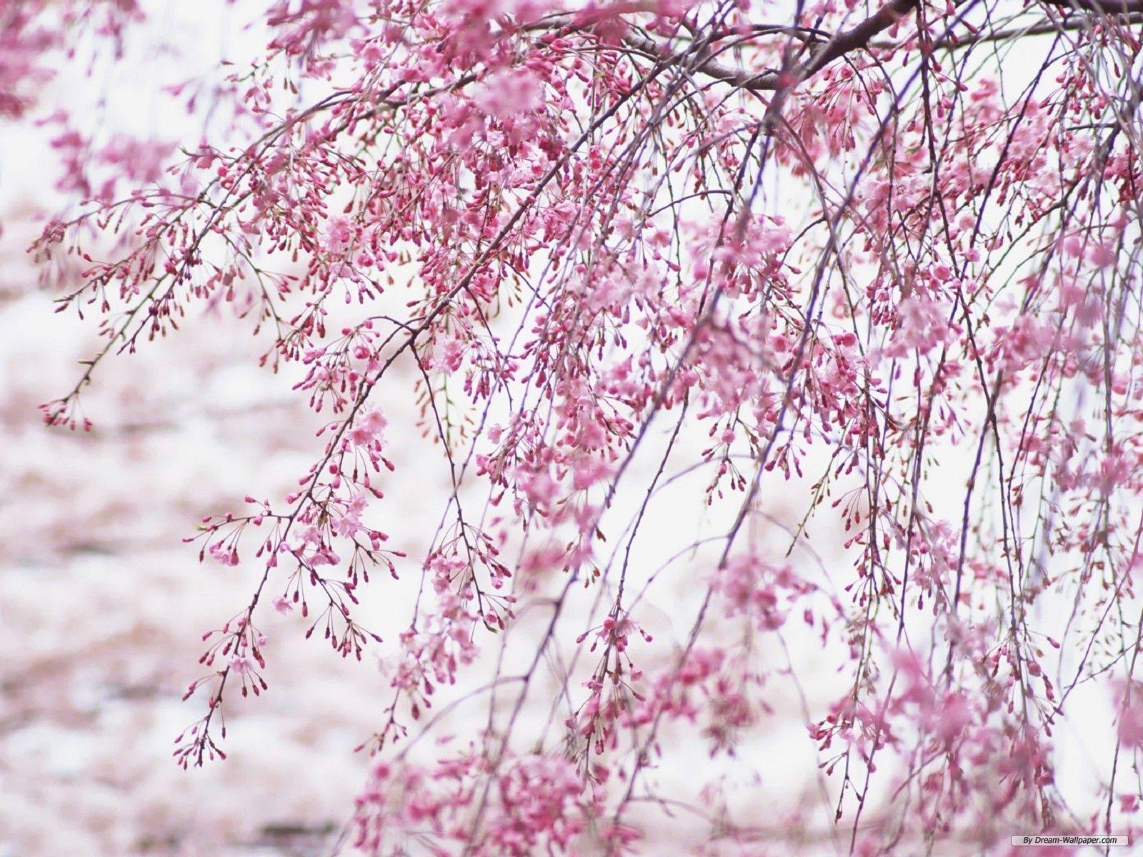 1600x1200 Free Flower Wallpaper Cherry Blossom Wallpaper Full