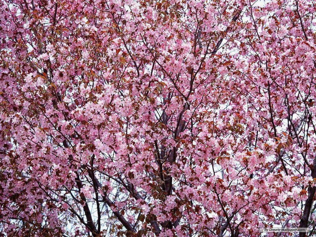 1024x768 Free download Cherry Flower Wallpaper [1024x768] for your Desktop