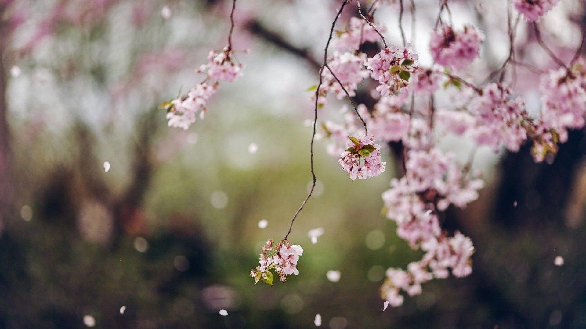 1920x1080 Cherry Blossom Tree Wallpaper