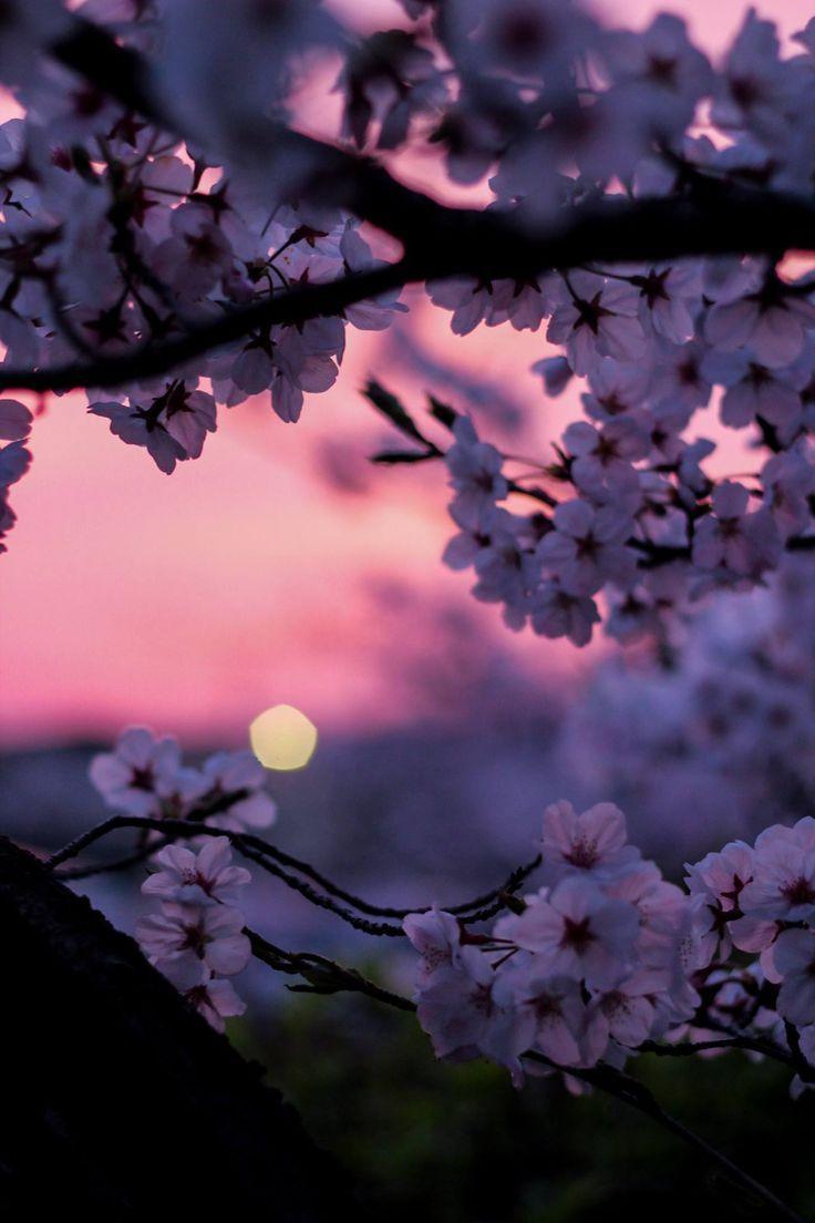 736x1104 Aesthetic Cherry Blossom Flower iPhone Wallpaper