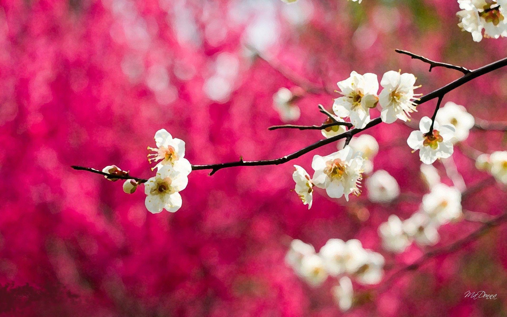 1920x1200 Cherry Blossom Designer Wallpaper
