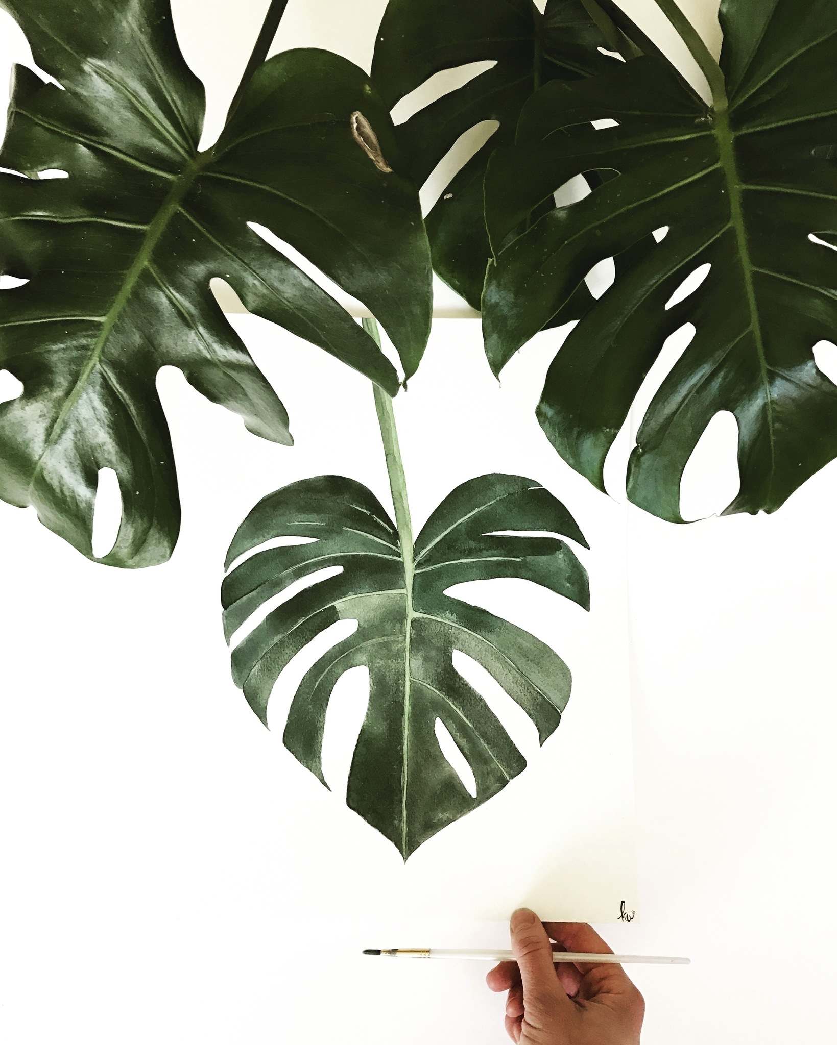 1639x2048 p>the Iconic Image Of Tropical Monstera Deliciosa