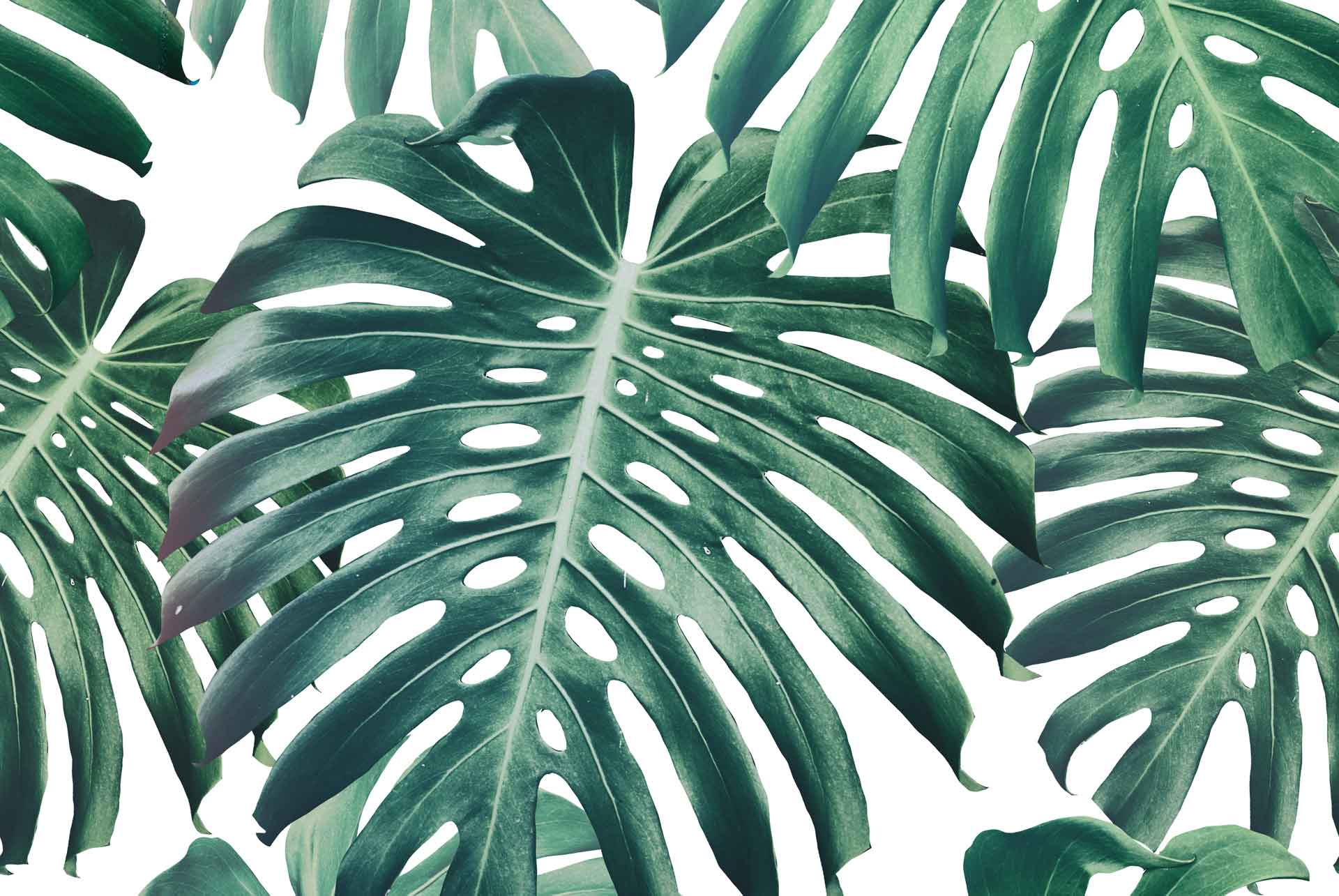 Monstera Deliciosa Wallpapers - Top Free Monstera Deliciosa Backgrounds