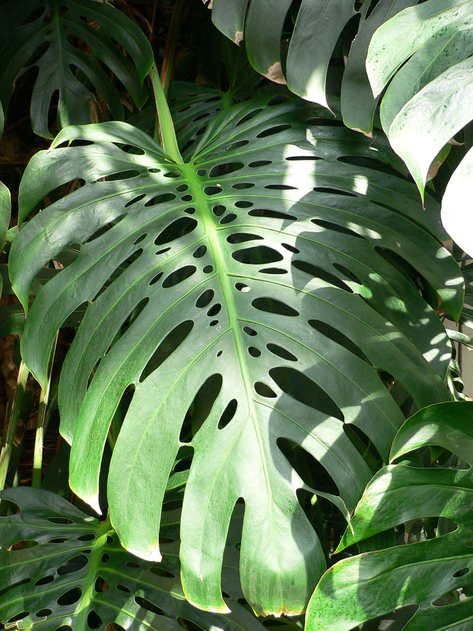 Monstera Deliciosa Wallpapers - Top Free Monstera Deliciosa Backgrounds ...