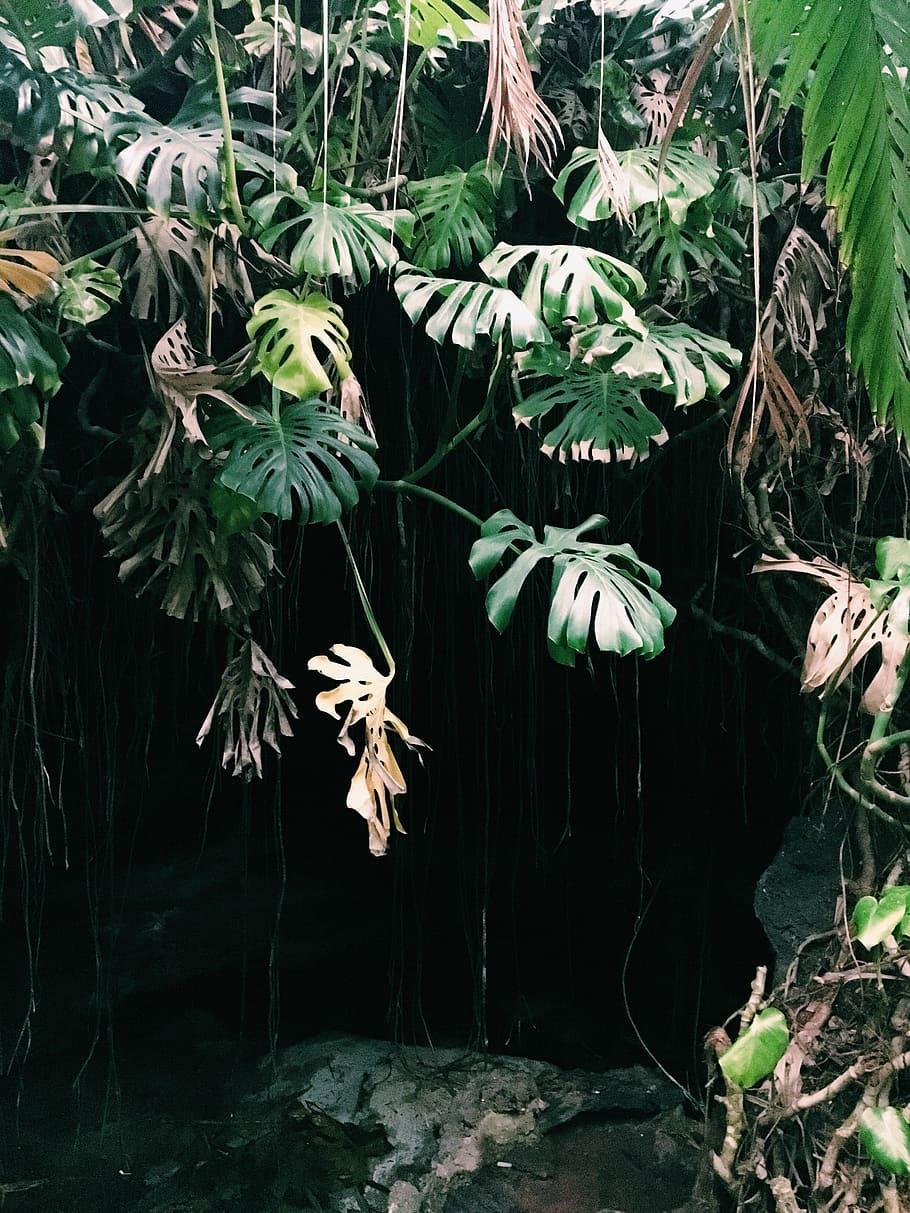 910x1213 HD wallpaper: mexico, coyoacan, institute of biology, monstera