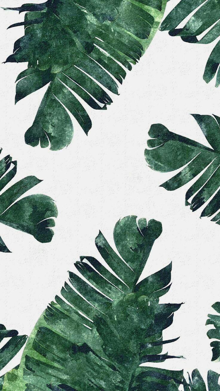 736x1309 iPhone Wallpaper. Leaf, Green, Plant, Monstera deliciosa, Flower
