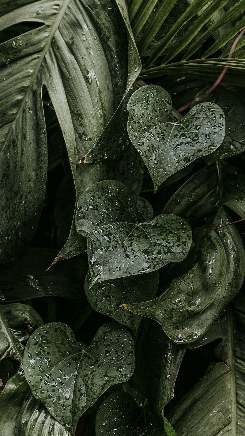 Monstera Deliciosa Wallpapers - Top Free Monstera Deliciosa Backgrounds