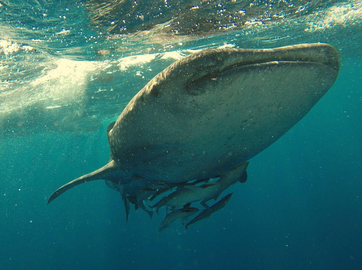 1200x894 What is thalassophobia? 10 signs you might be suffering from it