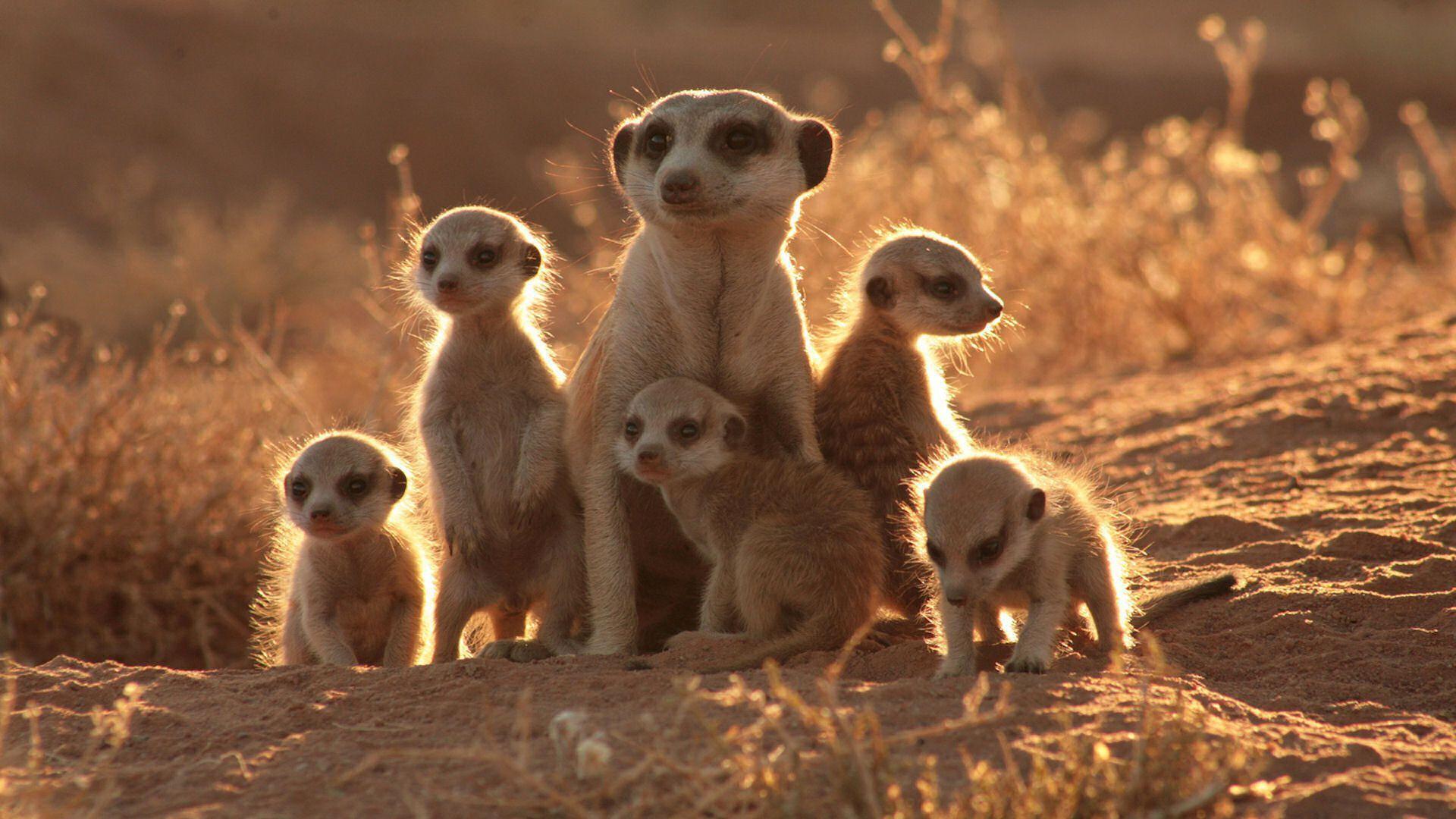 meerkat manor wallpaper