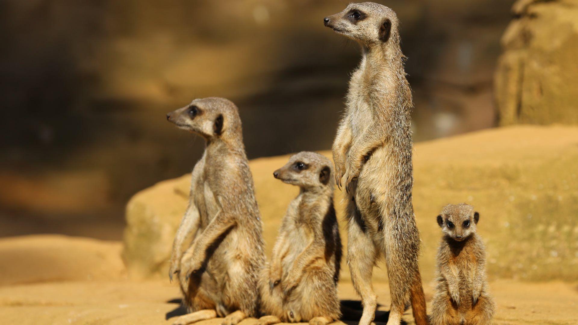 1920x1080 Meerkat Wallpaper