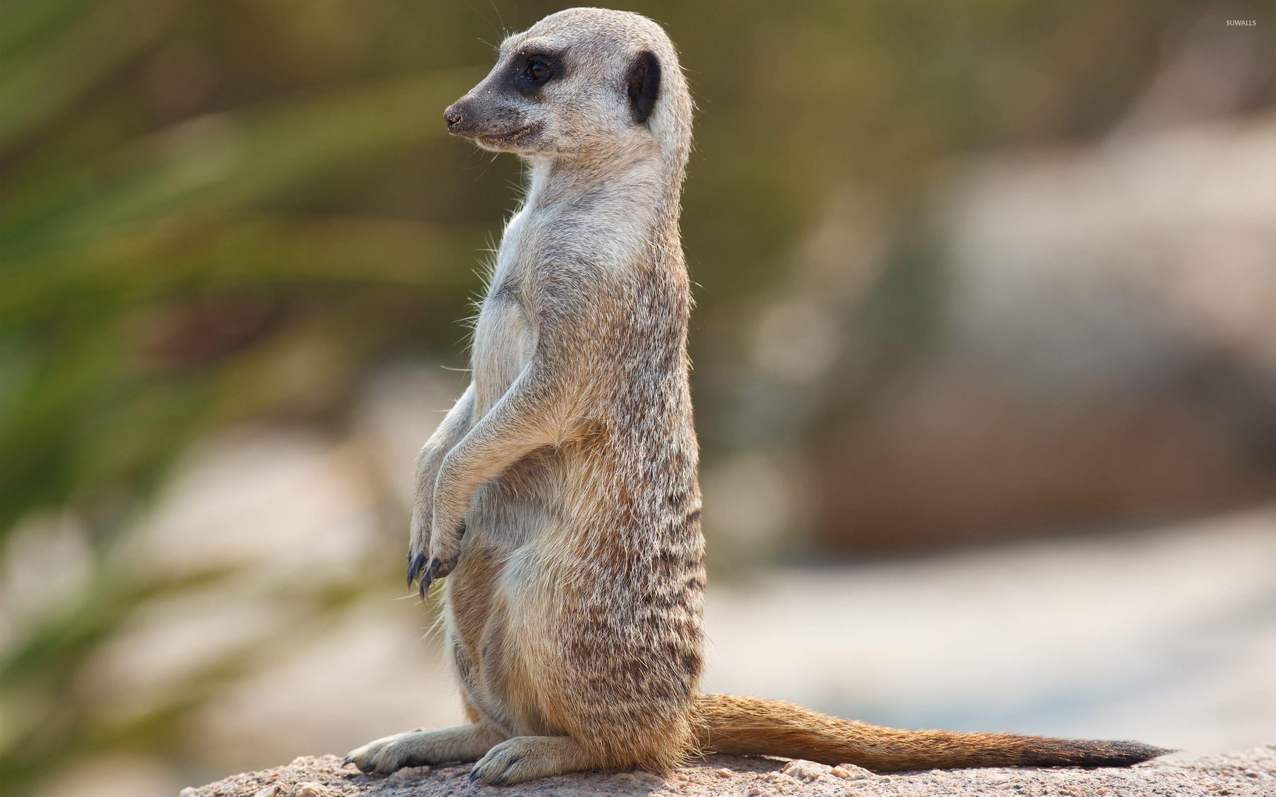 Meerkat Wallpapers - Top Free Meerkat Backgrounds - WallpaperAccess