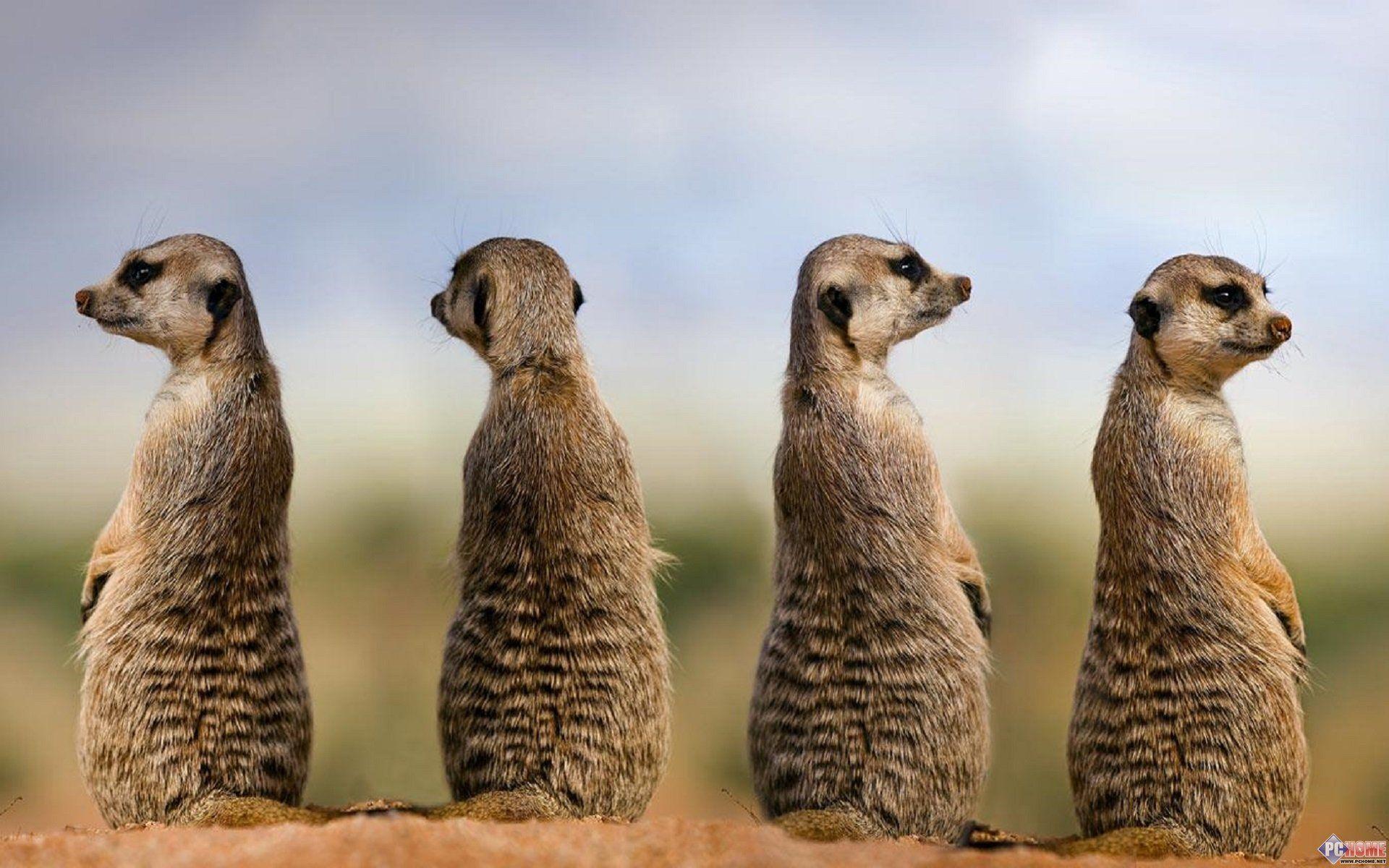 1920x1200 Meerkat HD Wallpaper and Background Image