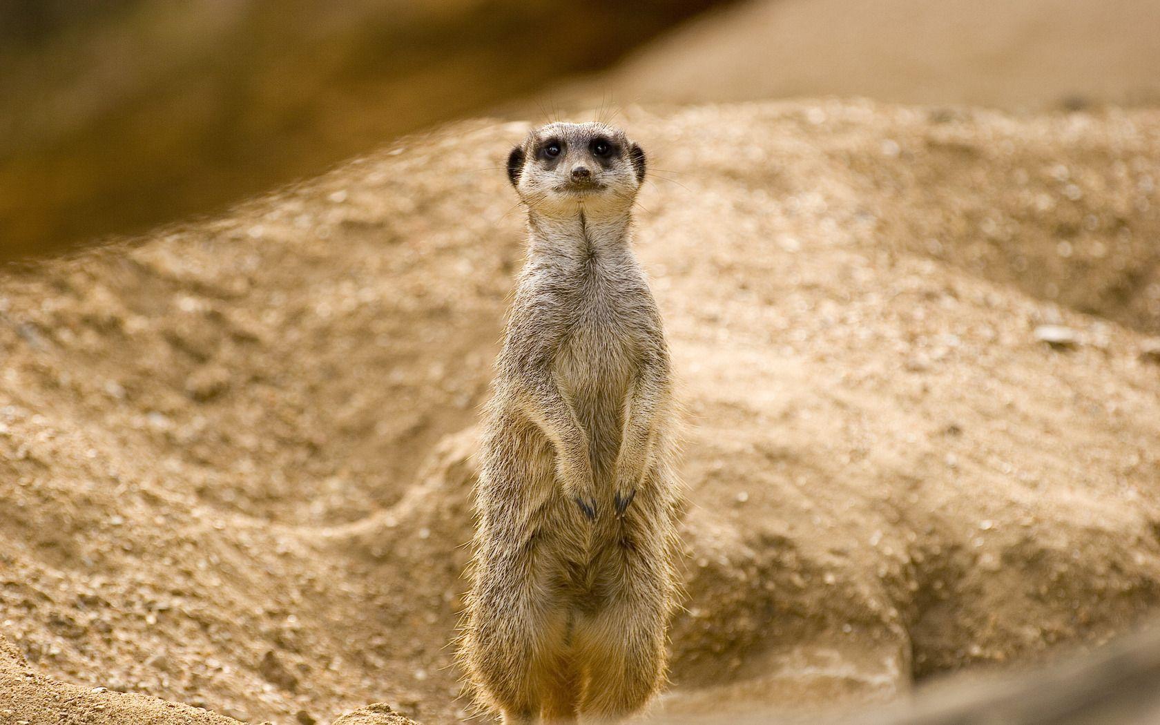 1680x1050 Meerkat Wallpaper, Picture, Image