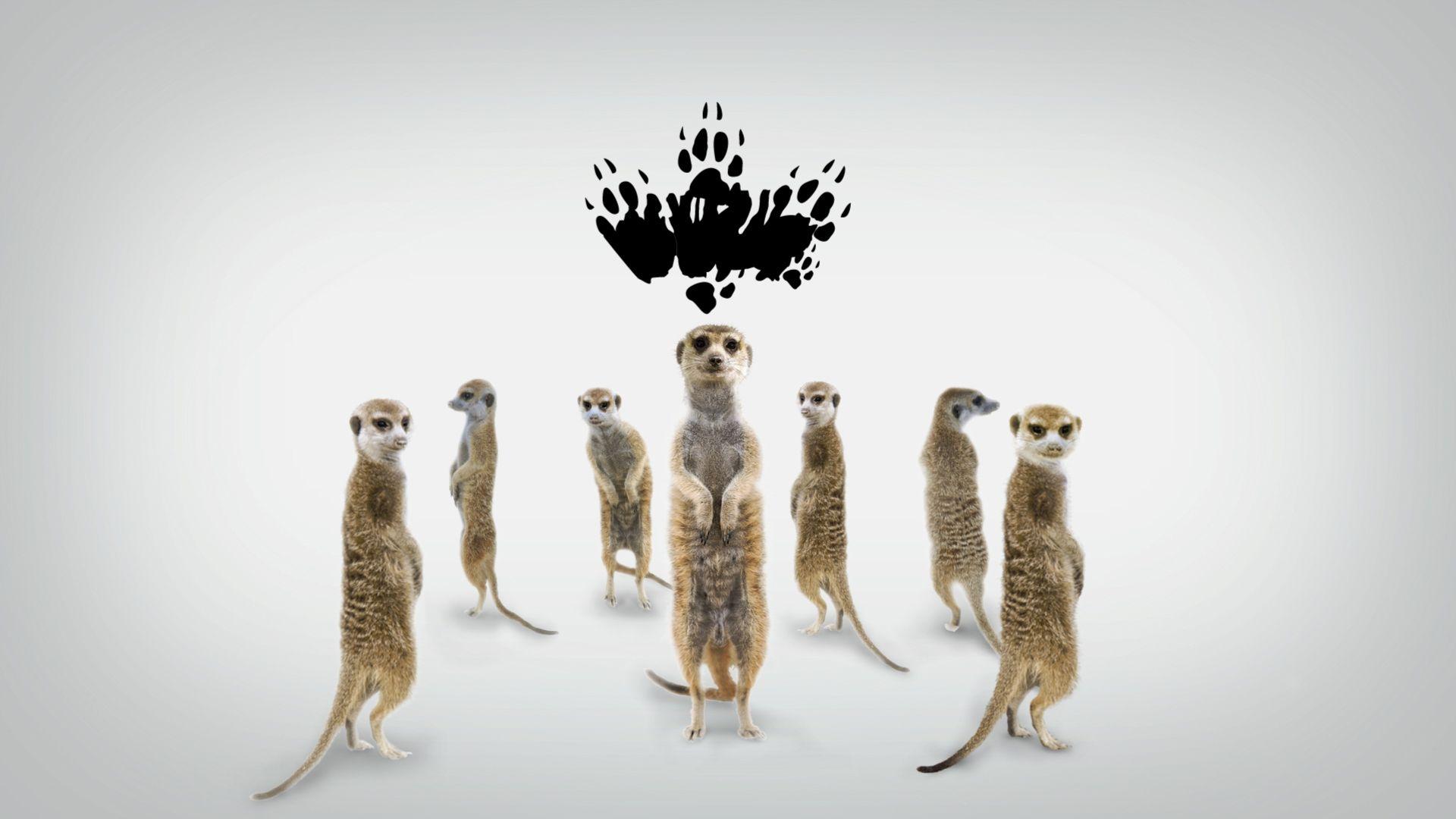 1920x1080 Wallpaper, corbin, begins, story, meerkat, manor, desktop